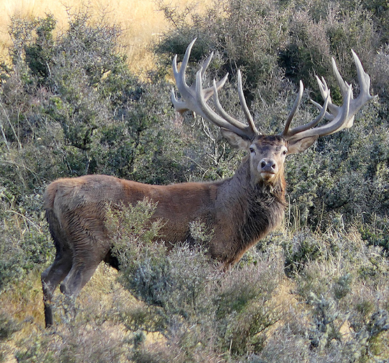 Red Stag Deer Hunting New Zealand