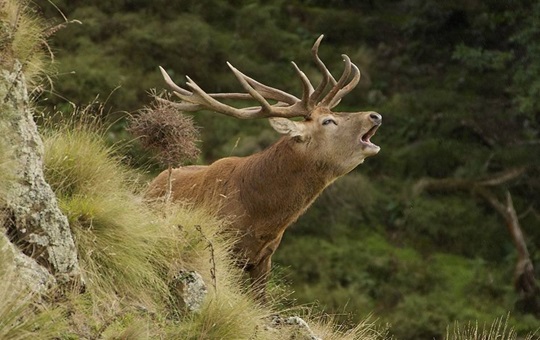 Red Stag Hunting Trophy Shot, New Zealand Hunting Minaret station