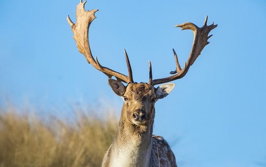 Fallow Buck Hunting, monarch New Zealand, Hunting New Zealand, Monarch Pursuits