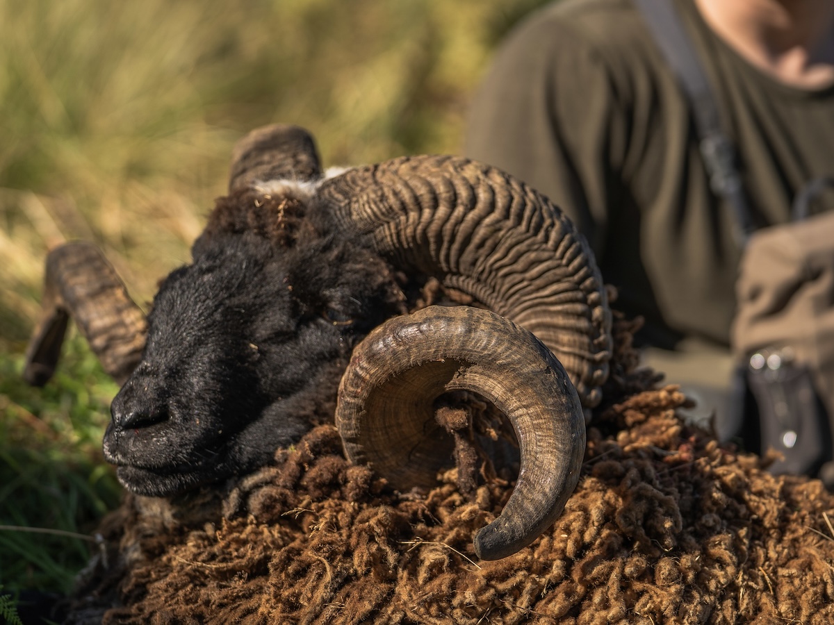 New Zealand Ram Hunting
