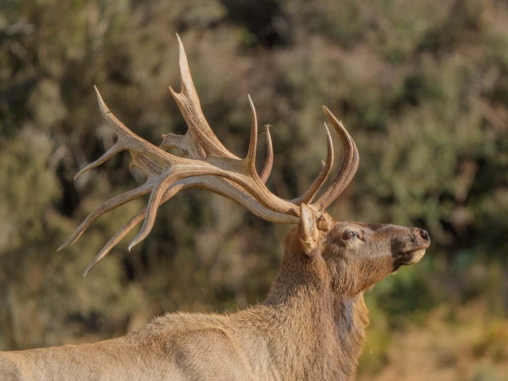 Elk Hunting New Zealand